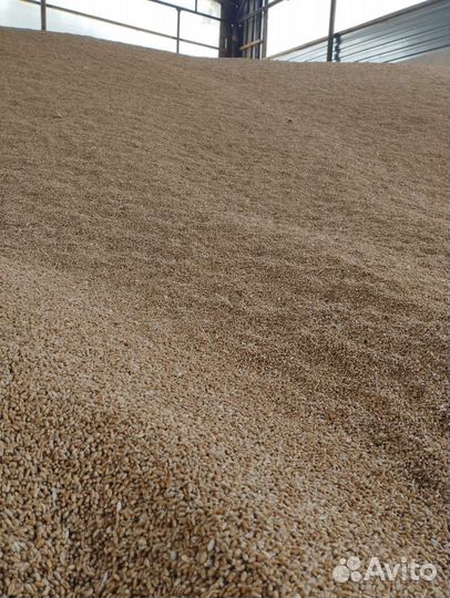 Продаю Пшеницу и Ячмень