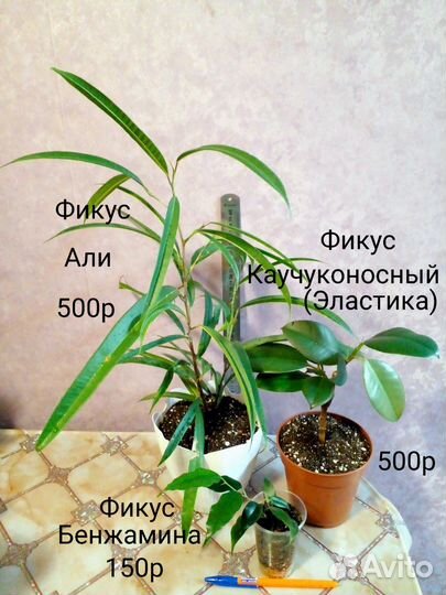 Филодендроны 2