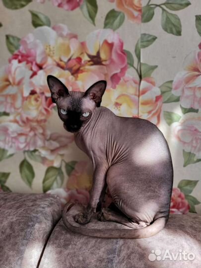 Канадский сфинкс котенок