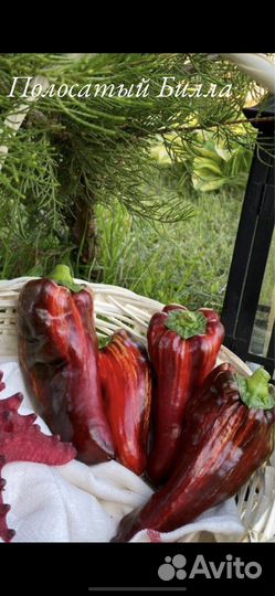 Коллекционные сортовые семяна перца