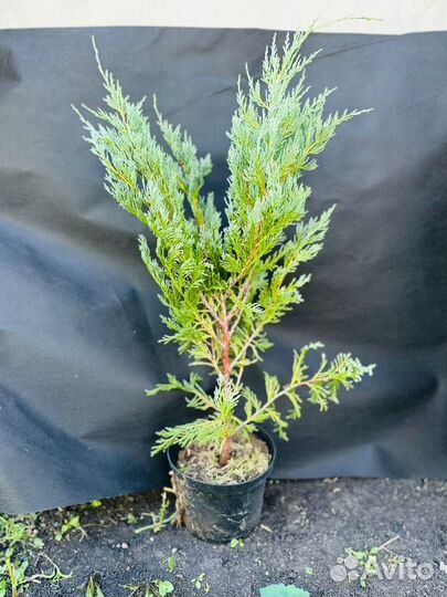 Можжевельник Мунглоу