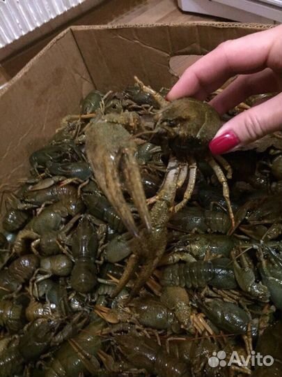 Живые раки, крабы, омары,морепролукты,опт/розница