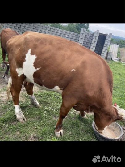 Корова стельная