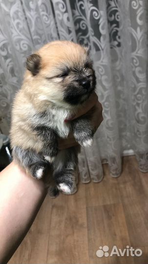 Померанский шпиц