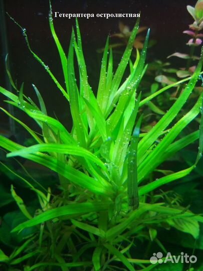 Живые аквариумные растения