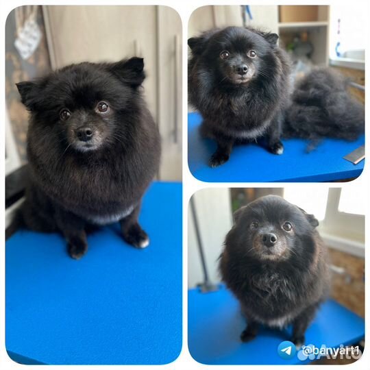 Грумер собак и кошек