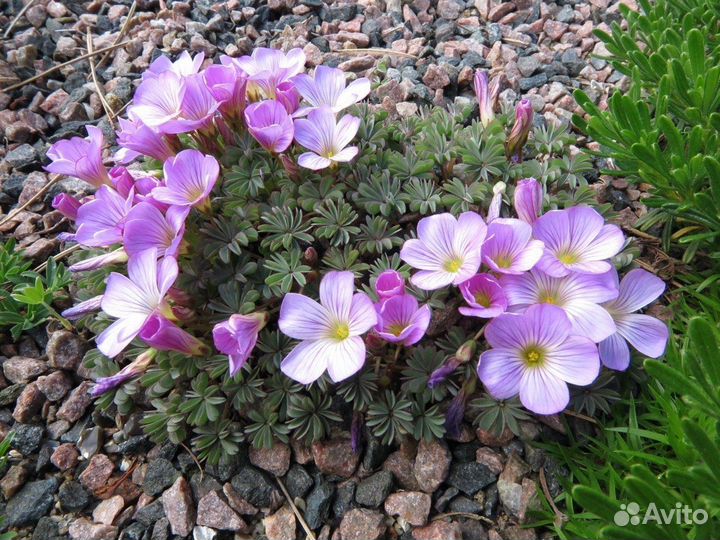 Оксалис кислица