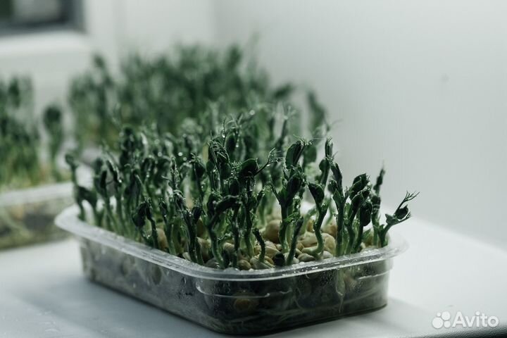 Микрозелень