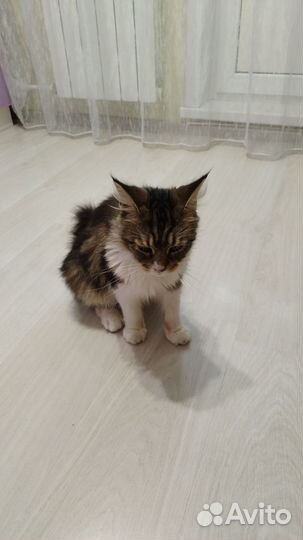 Кошка бесплатно в дар