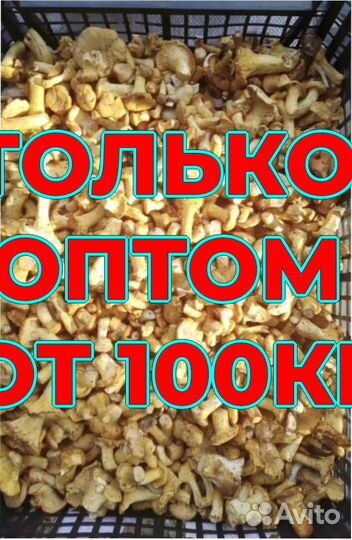 Лисичка свежая оптом