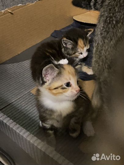 Кошка в дар бесплатно