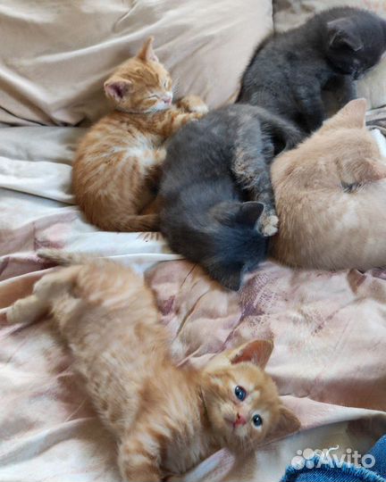 Котята в добрые руки