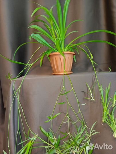 Хлорофитум