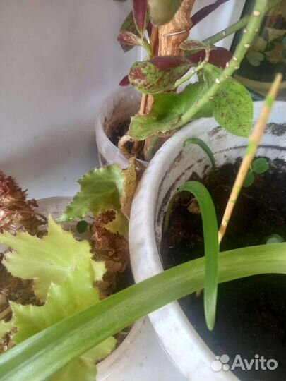 Гиппиаструм