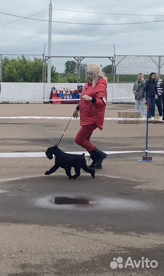 Цвергшнауцер щенки