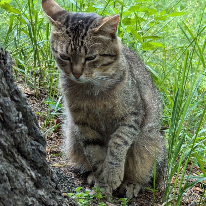 Одинокий котик мёрзнет на улице