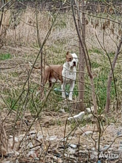 Шикарные щенки ам. стаф. терьера