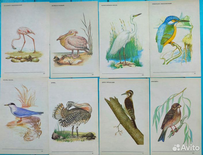 Иллюстрации птиц