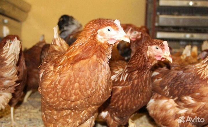 Куры-несушки