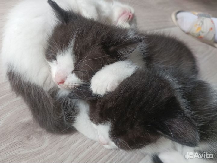 Котята в дар бесплатно