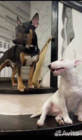 Вязка Минибуль