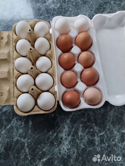 Домашние куриные яйца
