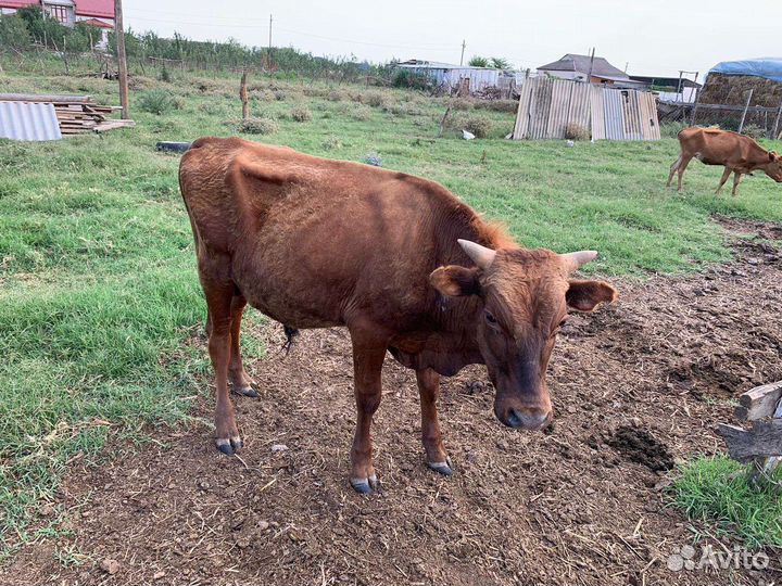 Коровы с телятами