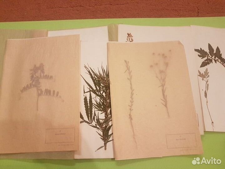Гербарий сельскохозяйственных растений 1978 г