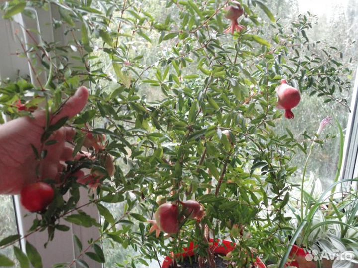Гранат комнатный со съедобными плодами и без разны