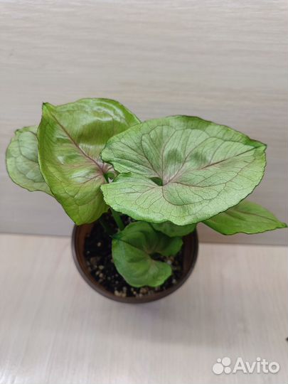 Сингониум Расами наг