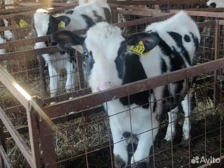 Холмогоры Голштины Бычки Телки