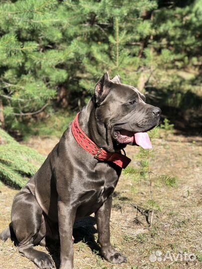 Кане Корсо вязка