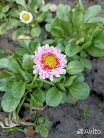 Маргаритки