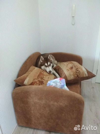 Вязка. Кобель Хаски без документов