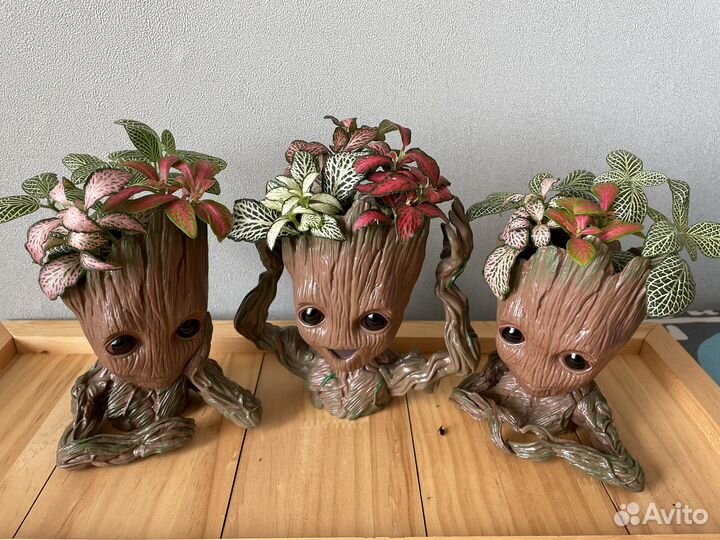 Фитонии композиция