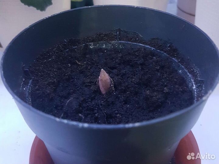 Аморфофаллос