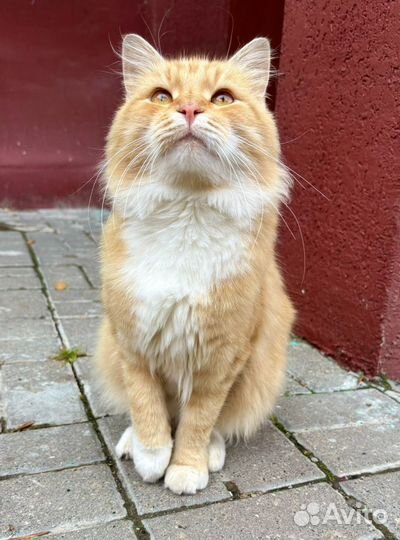 Котик в добрые руки