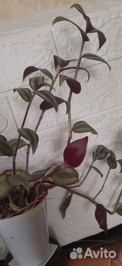 Продам цветы комнатные