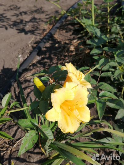 Лилейники низкорослые, лилии