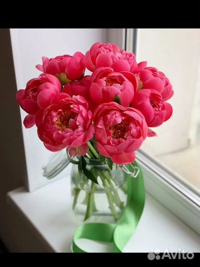 Пионы крупные