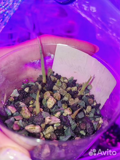 Алоказия pride of corup клубни