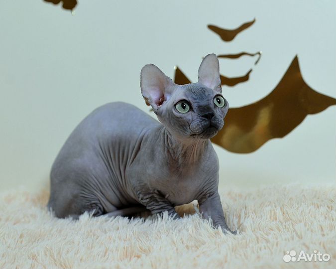 Бамбино девчуля крохотуля