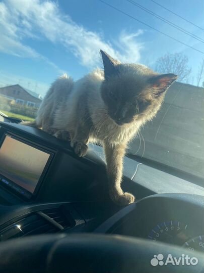 Кот в добрые руки