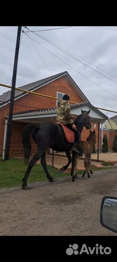 Продаётся кобыла