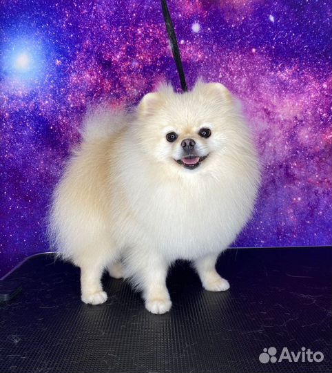 Шпиц вязка
