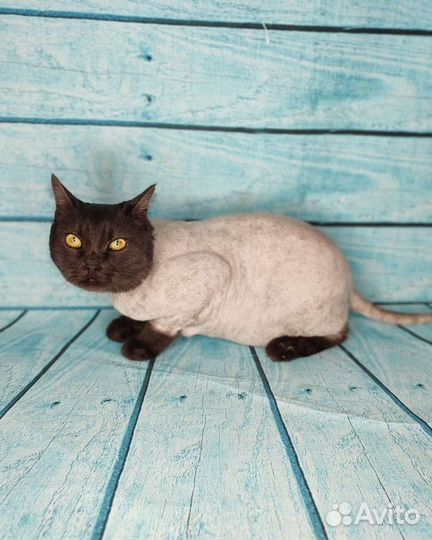 Стрижка кошек. Выезд