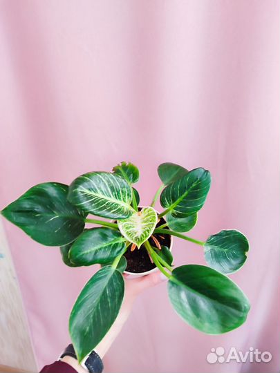 Филодендрон