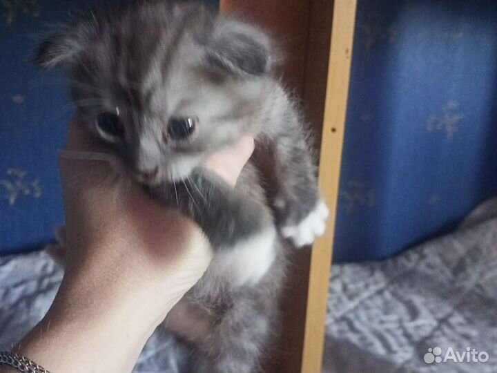 Кошка в дар бесплатно