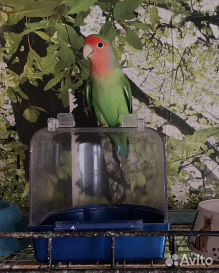 Попугай неразлучники