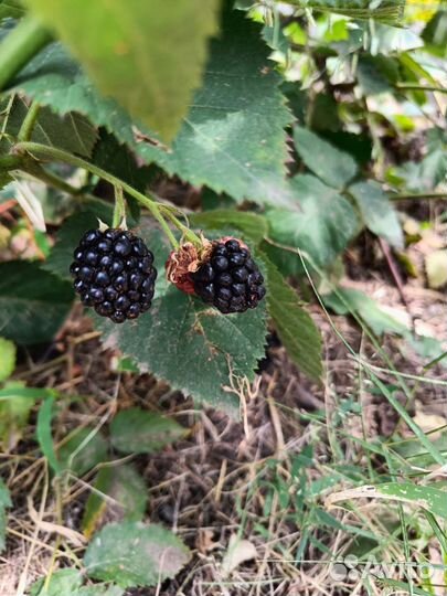 Ежевика кустовая